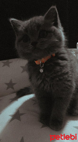 British Shorthair, Kedi  Uzay fotoğrafı