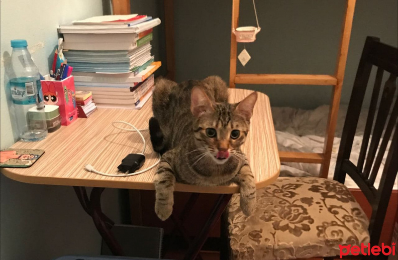 Tekir Kedi, Kedi  Muffin fotoğrafı