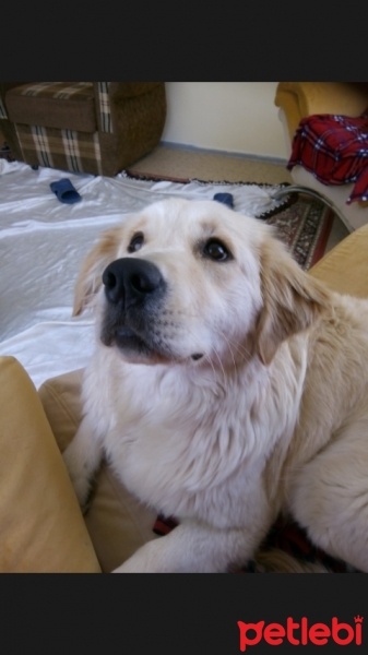 Golden Retriever, Köpek  lucky fotoğrafı