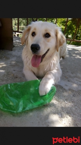 Golden Retriever, Köpek  lucky fotoğrafı