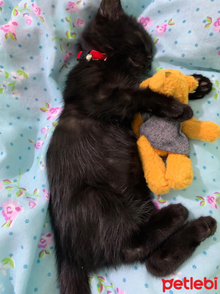 Bombay, Kedi  luci behzat fotoğrafı