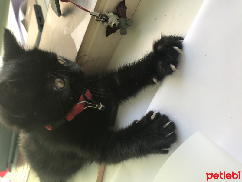 Bombay, Kedi  luci behzat fotoğrafı