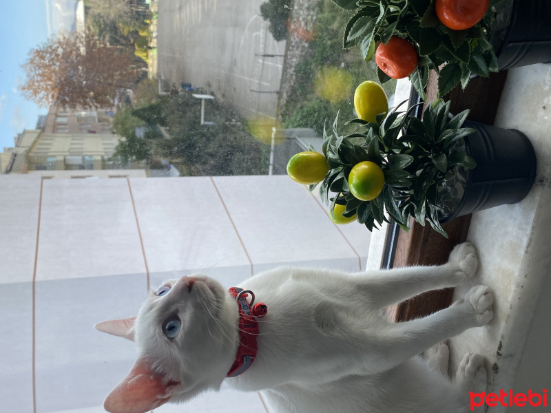 Van Kedisi, Kedi  Bulut fotoğrafı