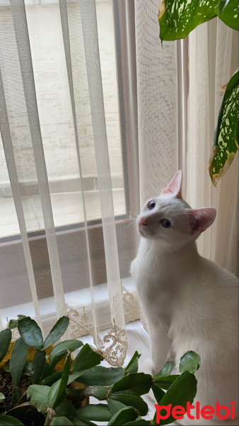 Van Kedisi, Kedi  Bulut fotoğrafı