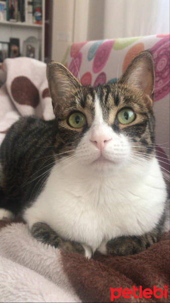 Tekir Kedi, Kedi  Dobby fotoğrafı