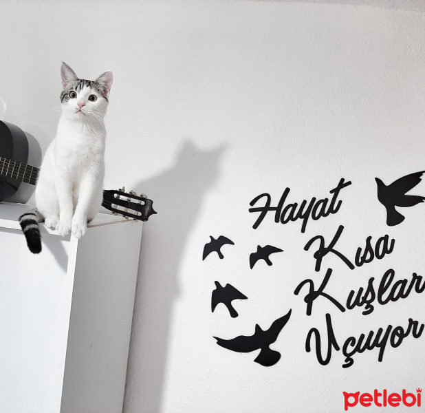 Tekir Kedi, Kedi  Dr. watson fotoğrafı