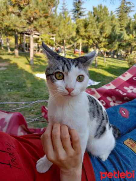 Tekir Kedi, Kedi  Dr. watson fotoğrafı