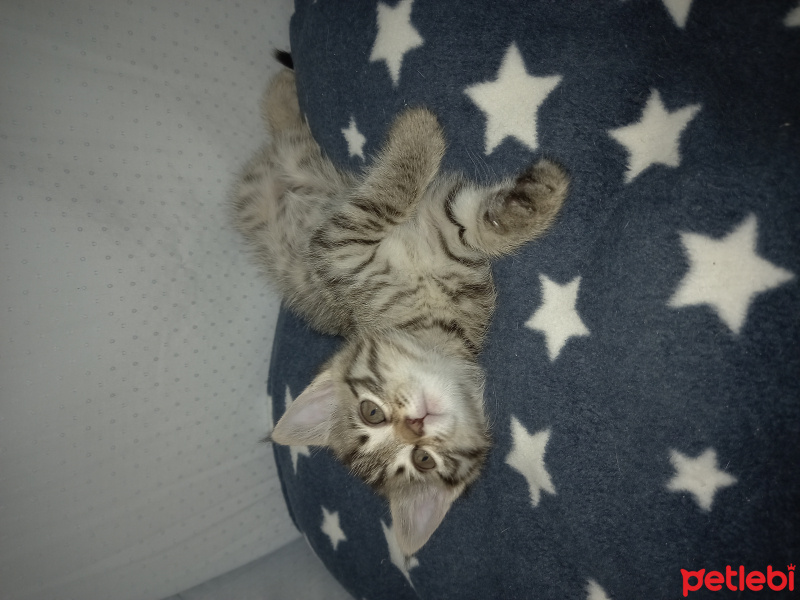 Tekir Kedi, Kedi  angel fotoğrafı
