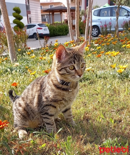 Tekir Kedi, Kedi  angel fotoğrafı