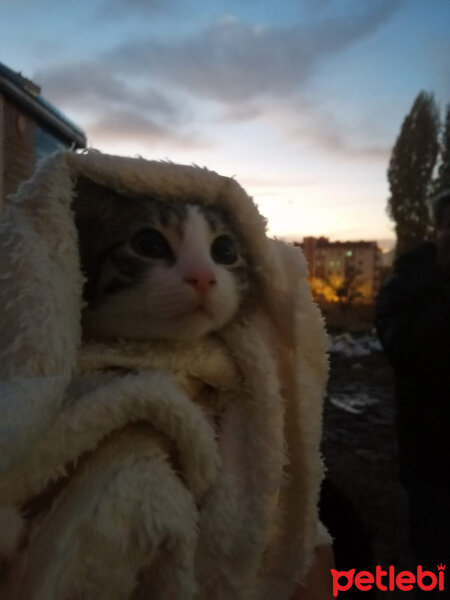 Tekir Kedi, Kedi  Puding fotoğrafı