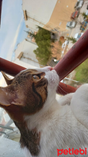 Tekir Kedi, Kedi  Puding fotoğrafı