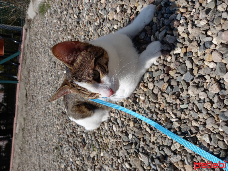 Tekir Kedi, Kedi  Puding fotoğrafı