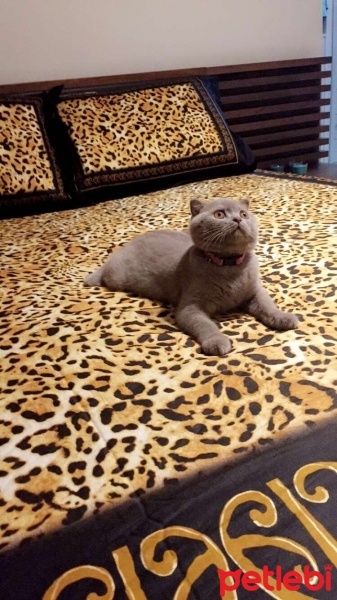 Scottish Fold, Kedi  Maya fotoğrafı