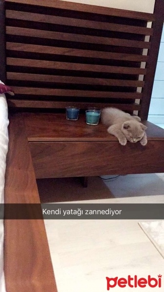 Scottish Fold, Kedi  Maya fotoğrafı