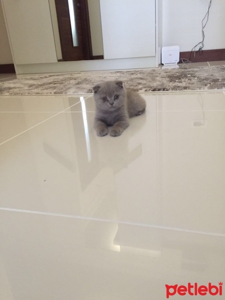 Scottish Fold, Kedi  Maya fotoğrafı