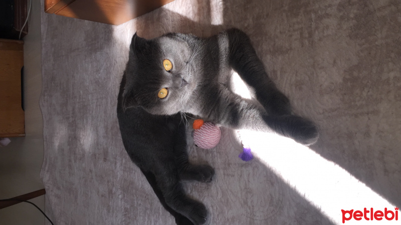 Scottish Fold, Kedi  Turşu fotoğrafı