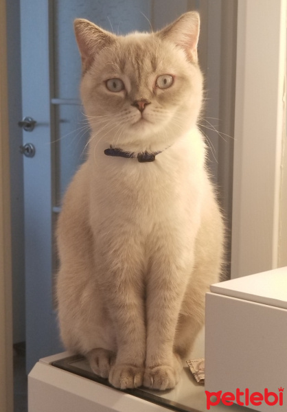 British Shorthair, Kedi  Mavi bey fotoğrafı