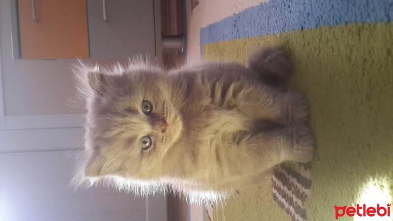 British Shorthair, Kedi  Pakize fotoğrafı