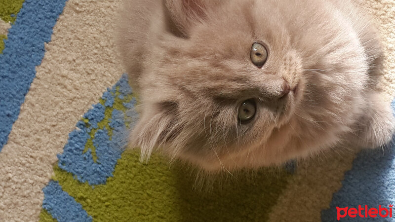 British Shorthair, Kedi  Pakize fotoğrafı