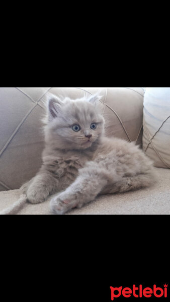 British Shorthair, Kedi  Pakize fotoğrafı