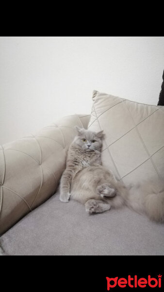 British Shorthair, Kedi  Pakize fotoğrafı