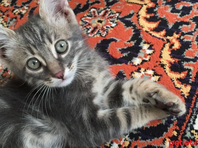 Tekir Kedi, Kedi  Cengiz fotoğrafı