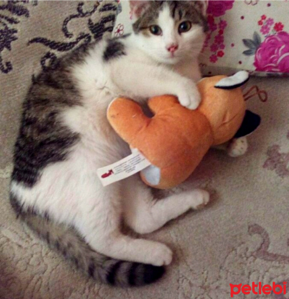 Tekir Kedi, Kedi  Cengiz fotoğrafı