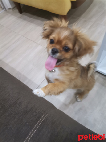 Pekingese, Köpek  Sezar fotoğrafı