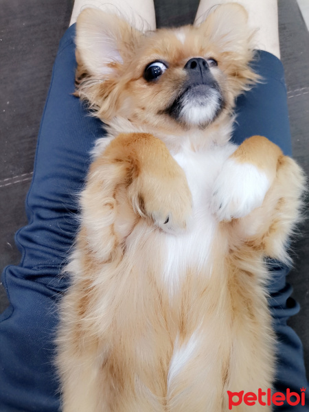Pekingese, Köpek  Sezar fotoğrafı
