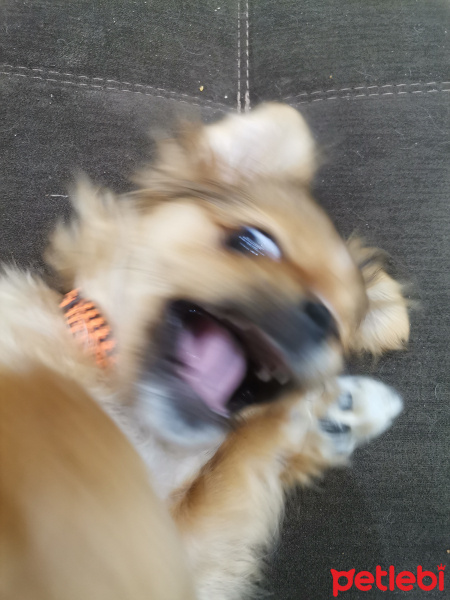 Pekingese, Köpek  Sezar fotoğrafı
