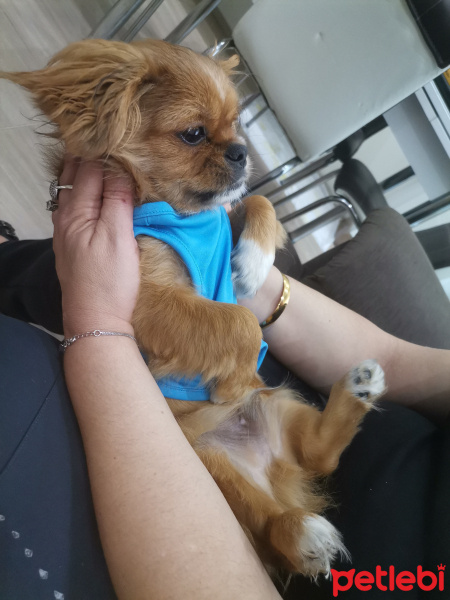 Pekingese, Köpek  Sezar fotoğrafı