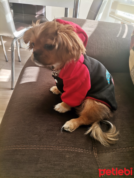 Pekingese, Köpek  Sezar fotoğrafı