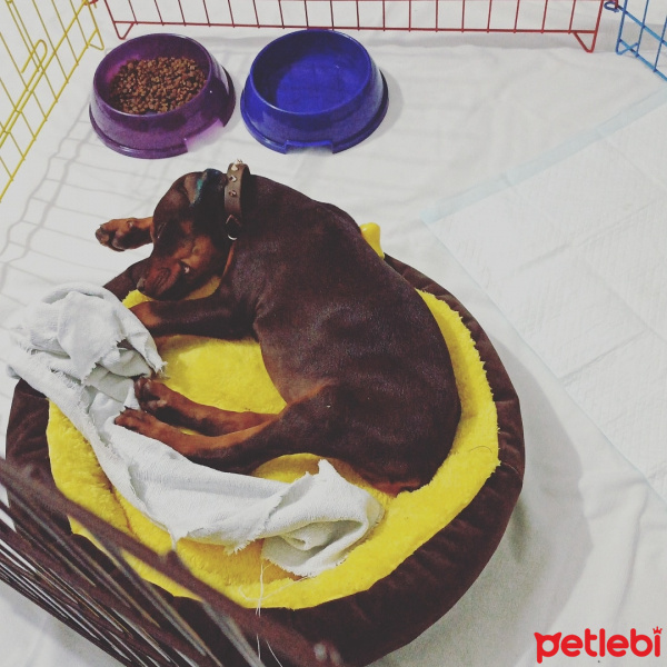 Doberman Pinscher, Köpek  Kharoon fotoğrafı