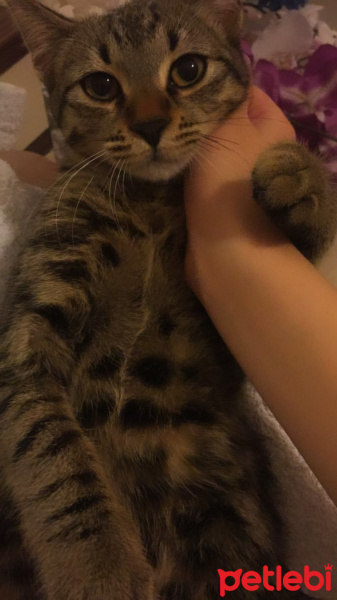 Tekir Kedi, Kedi  Bala fotoğrafı