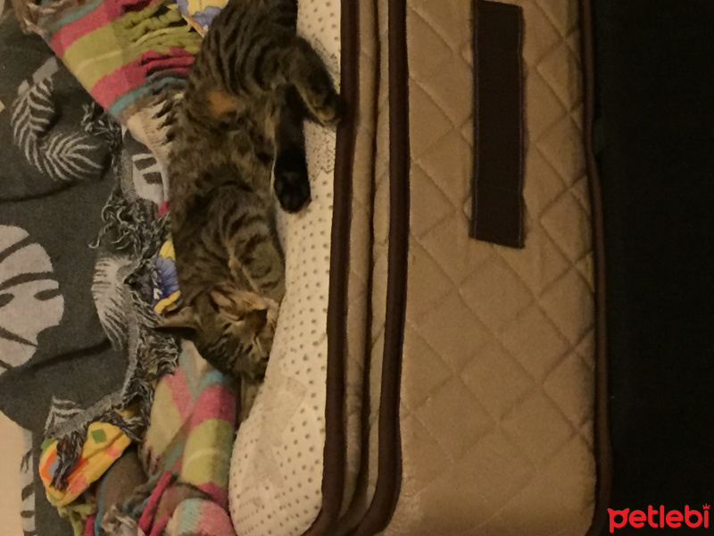 Tekir Kedi, Kedi  Bala fotoğrafı
