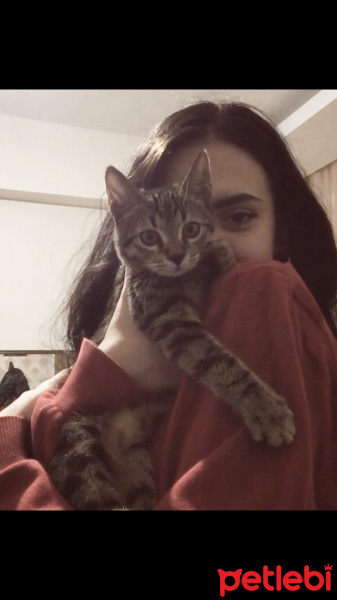 Tekir Kedi, Kedi  Bala fotoğrafı
