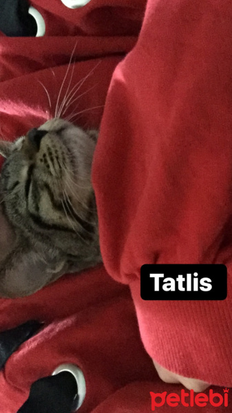 Tekir Kedi, Kedi  Bala fotoğrafı