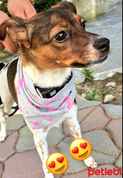 Jack Russell Terrier, Köpek  Arwen fotoğrafı