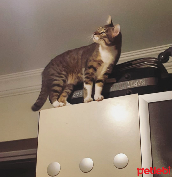 Tekir Kedi, Kedi  Cans fotoğrafı