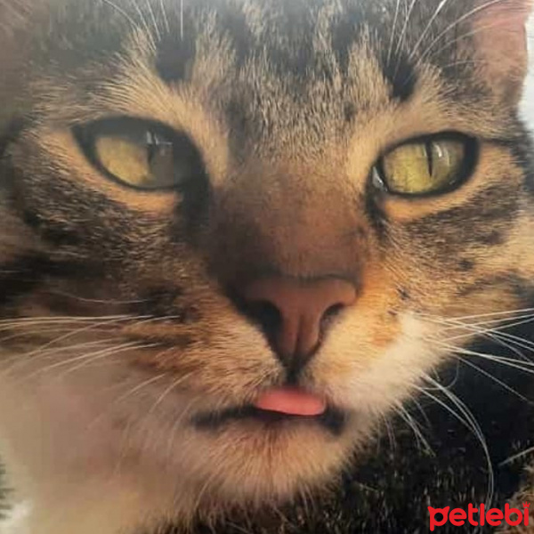 Tekir Kedi, Kedi  Cans fotoğrafı