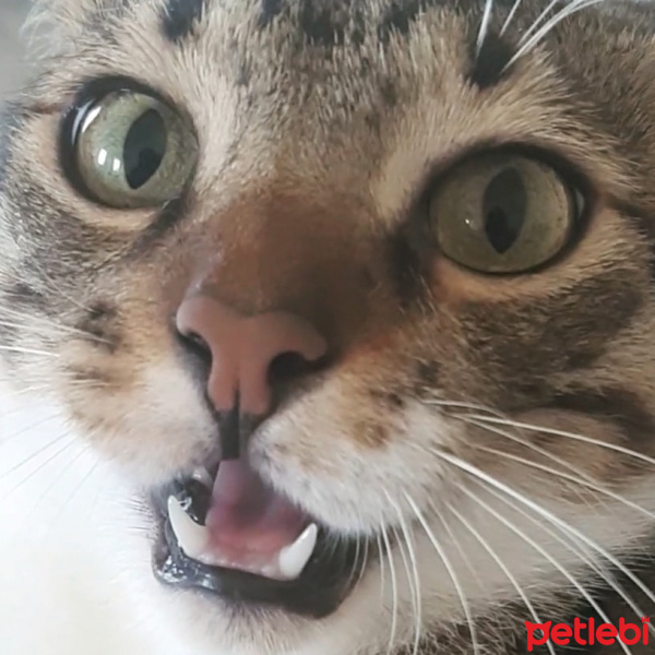 Tekir Kedi, Kedi  Cans fotoğrafı