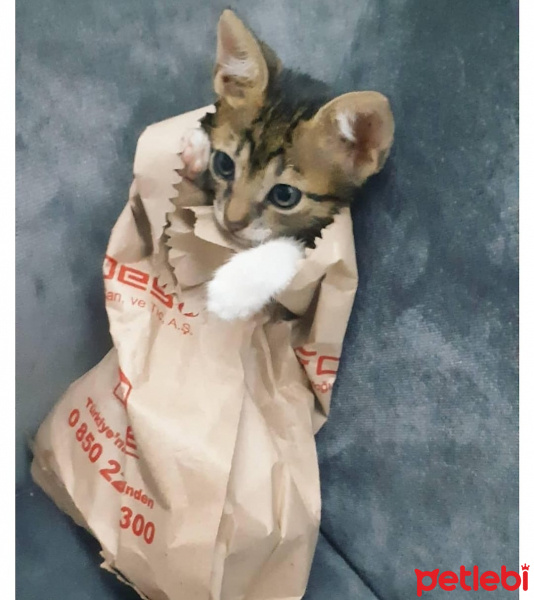 Tekir Kedi, Kedi  Cans fotoğrafı