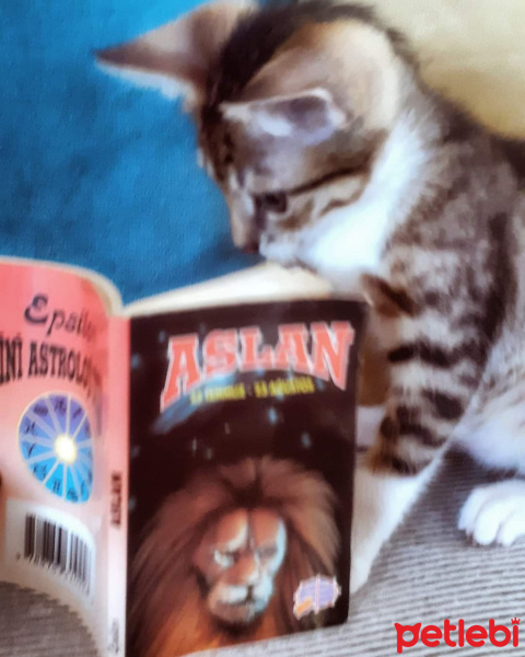 Tekir Kedi, Kedi  Cans fotoğrafı