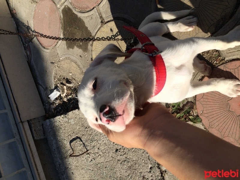 Dogo Arjantin, Köpek  Şiva fotoğrafı