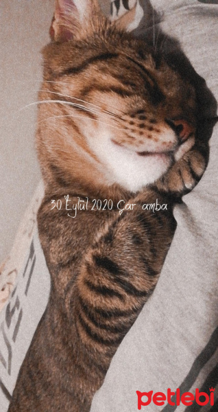 Tekir Kedi, Kedi  Haydar fotoğrafı