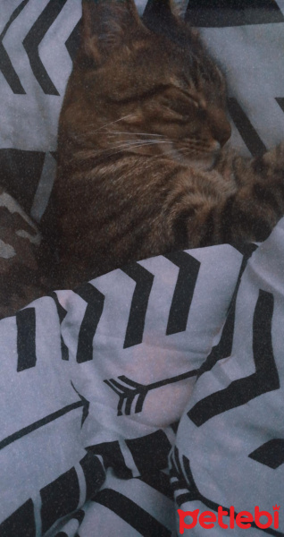 Tekir Kedi, Kedi  Haydar fotoğrafı