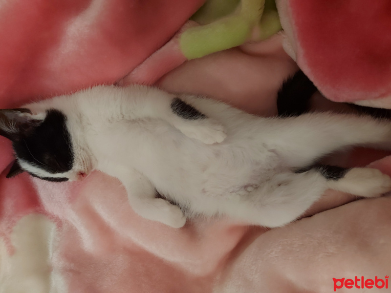 Tekir Kedi, Kedi  sütlaç fotoğrafı