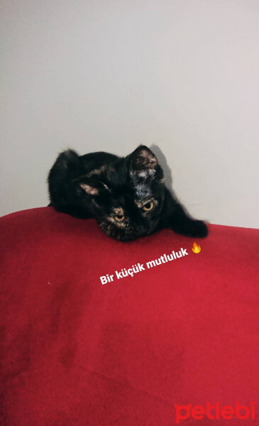 Tekir Kedi, Kedi  Mozaik fotoğrafı