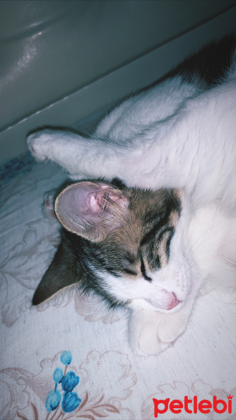 Tekir Kedi, Kedi  Lily fotoğrafı