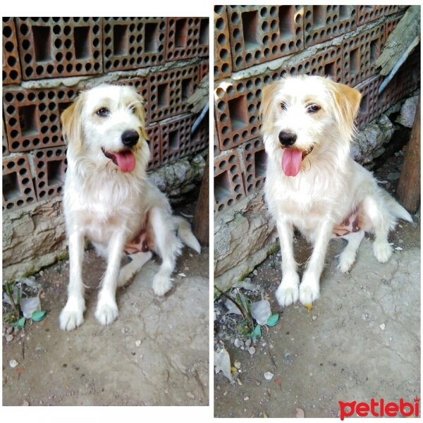 Golden Retriever, Köpek  Lusi fotoğrafı